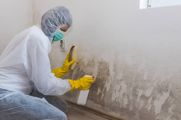 Mold Remediation for Rental Properties in Fulda, MN